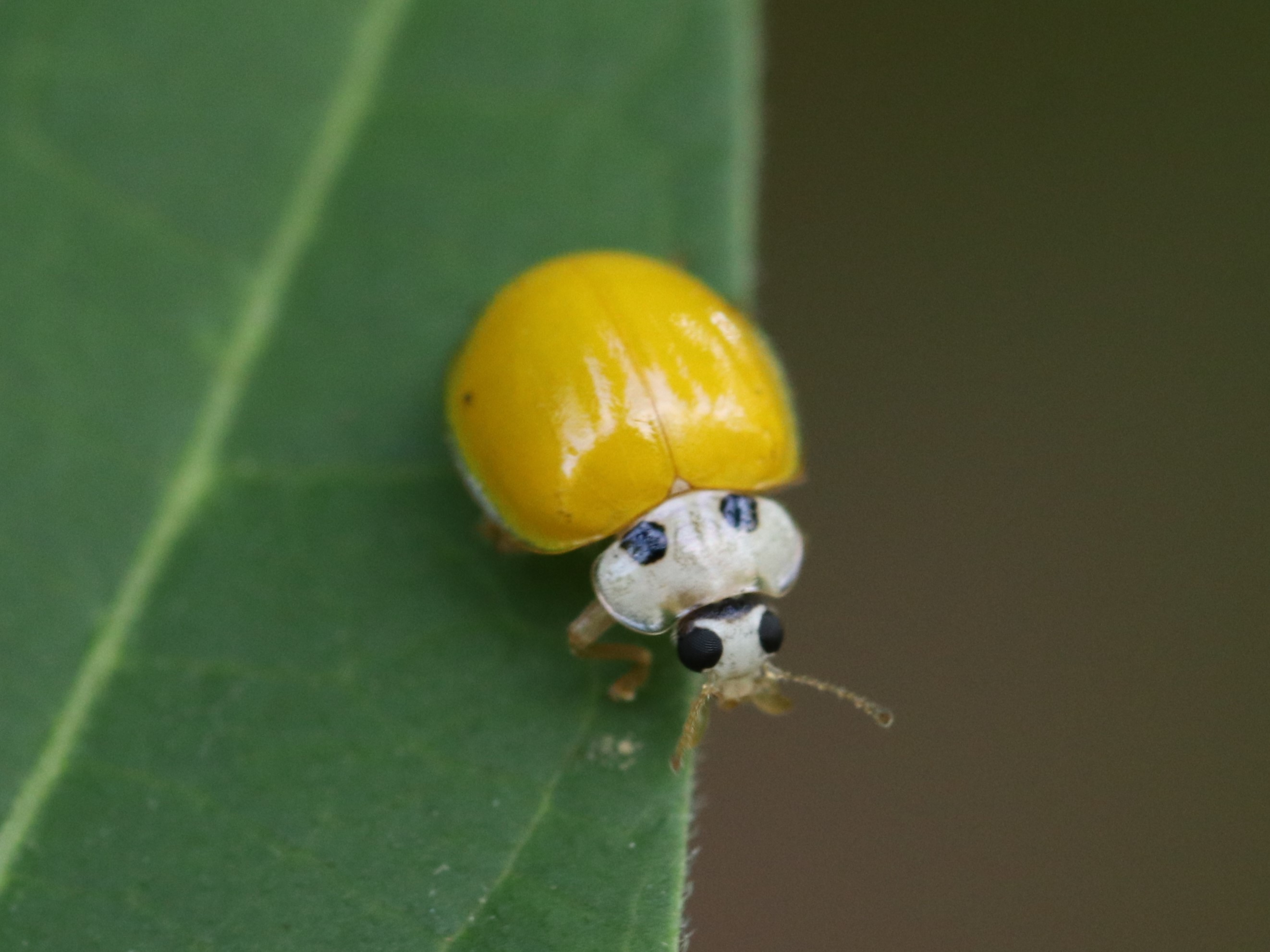 キイロテントウ